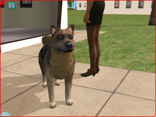 Sims 2 — Greenland Dog by Freelance_Wolf — An outdoors dog, the Greenland dog bears a very close resemblance to the