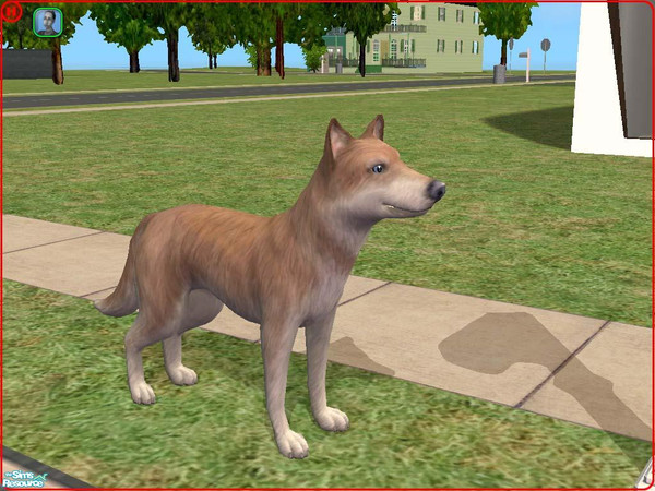 Sims 2 — Siberian Husky by Freelance_Wolf — A better looking version of the Sib. Husky than the one included with the
