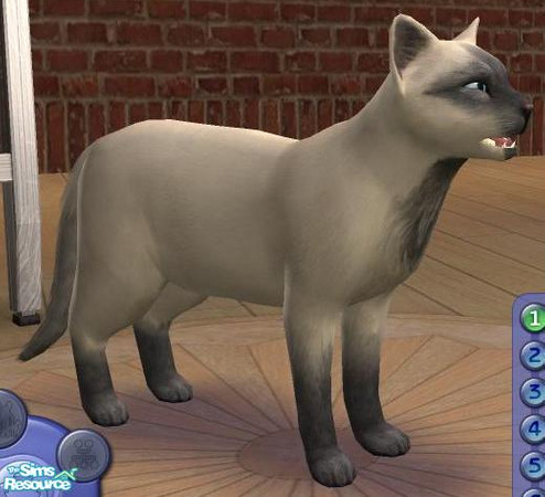 Sims 2 — My old cat by nasser — My cat in my childhod
