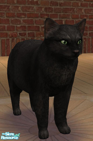 Sims 2 — Black Beauty by phoenixsapphire — Based on my cat Skeeter.