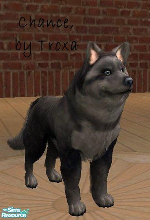 Sims 2 — Chance by Troxa — This is Chance, son of Scout. While trying to learn from his father the ways of the pack,