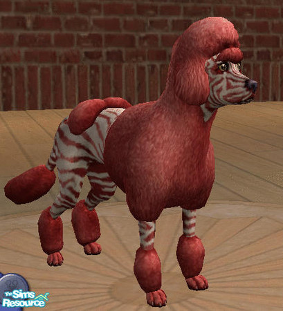 Sims 2 — Candy Striped by kalihunnybunch — Small dog (poodle) with deep red fur and deep red and white striped skin.