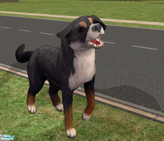 Sims 2 — Bernese Mountain Dog by Freelance_Wolf — My version of the Bernese Mountain Dog. I wasn't satisifed with the