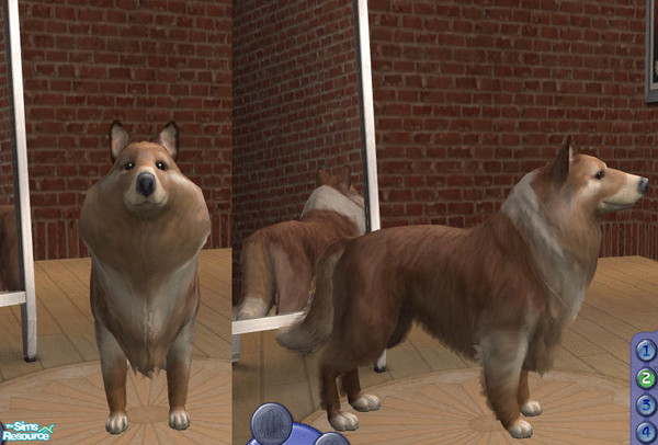 Sims 2 — Collie by teufelsmienchen — 