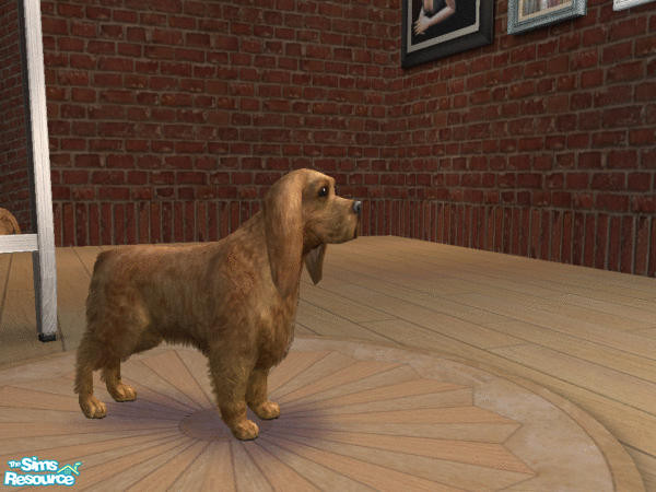 Sims 2 — Cocker Spaniel Red by LinLark — Red Golden version of the Cocker