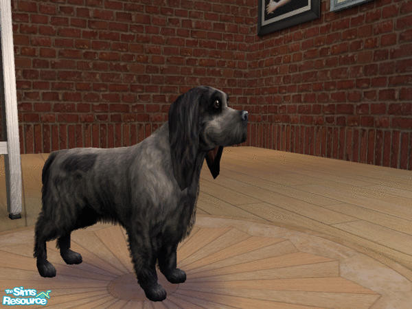 Sims 2 — Cocker Spaniel Blue/Black by LinLark — Here is an English Cocker Spaniel in Blue/Black