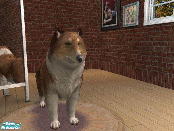 Sims 2 — Collie by LinLark — Here is a different version of the collie to make her look a little more like Lassie