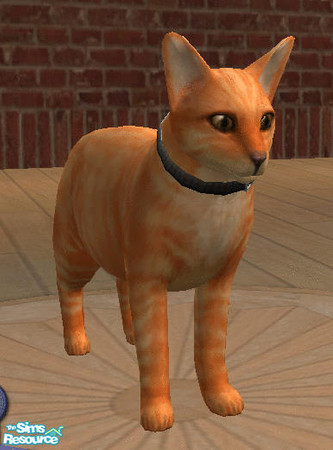 Sims 2 — Lootah by amish004 — My cat Lootah, he's a very smart and playfull male cat with huge ears.