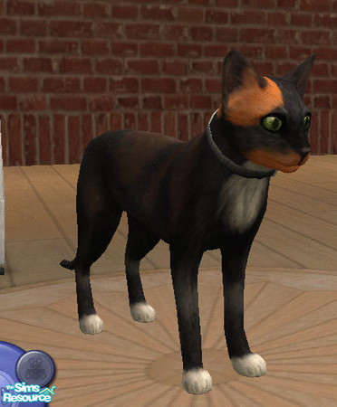 Sims 2 — Kiya by amish004 — My Cat Kiya, Mother of my other Cat Lootah, she's not very smart but she is a good looking