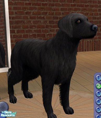 Sims 2 — Flat-coated retriever by Songe — Another beautiful but too rare breed