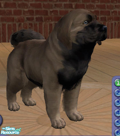 Sims 2 — Dwarf Dowberchow by amish004 — This is a cross between a dwarf chowchow and a Dobermann.