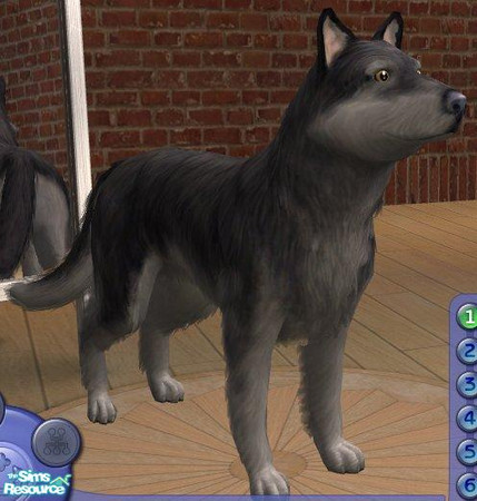 Sims 2 — Wolf by Songe — A wolf!