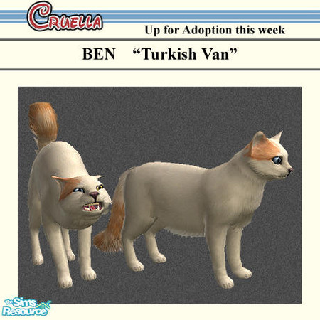 Sims 2 — am_Ben by Cruella — Ben is a pretty breed, Turkish Van.