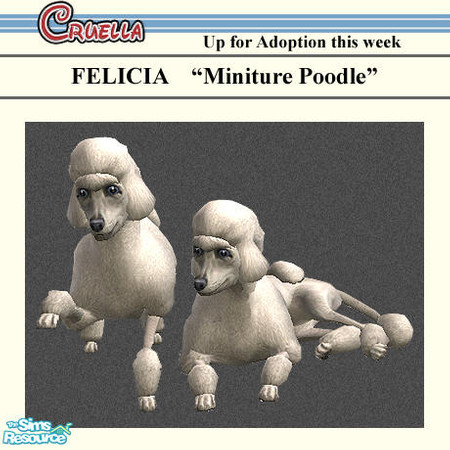 Sims 2 — am_Felicia by Cruella — Felicia is a white miniture poodle, just like the one we had growing up.