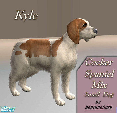 Sims 2 — NSC Pets - Cocker Spaniel 2 by Neptunesuzy — Enjoy!