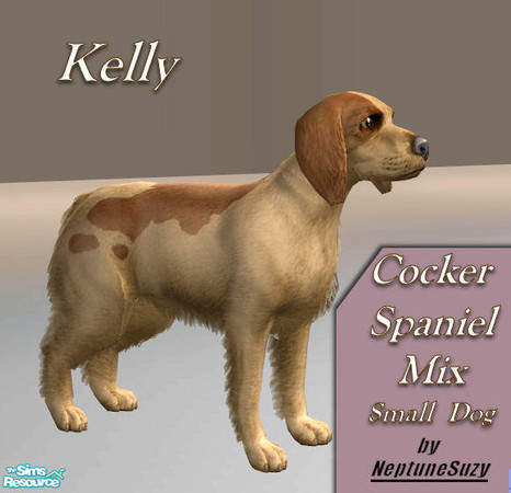 Sims 2 — NSC Pets - Cocker Spaniel 1 by Neptunesuzy — Enjoy!