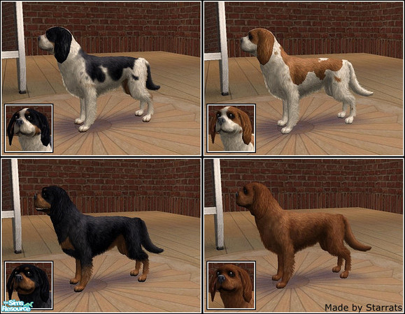 Sims 2 — Cavalier King Charles Spaniel by Starrats — I really love this breed. So I made all the 4 colors. They are so