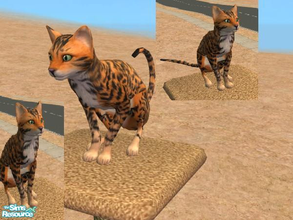 Sims 2 — Bengal Cat by wyopj — This is Imatra She was created from my real cat, she is asian leopard and domestic cat.