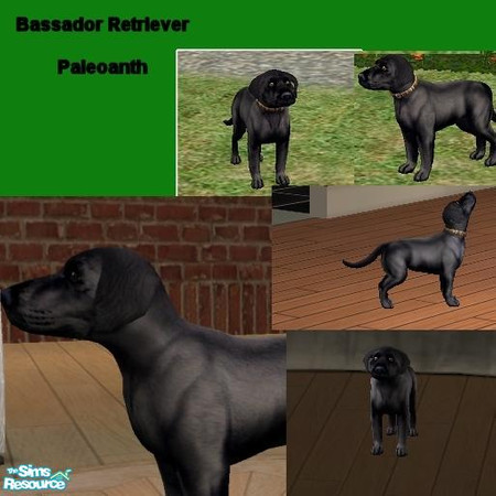 Sims 2 — Bassador retriever by Paleoanth — What happens when you cross a Labrador with a Basset hound. Of course, it