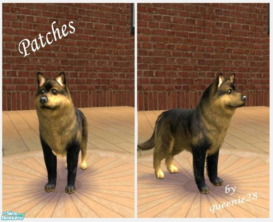 Sims 2 — Patches by queenie28 — This is a cute little male Schipperke dog I created with two toned colors. Enjoy!