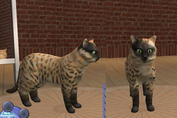 Sims 2 — Kira Tiger by teufelsmienchen — 