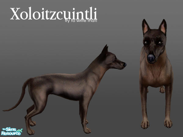 Sims 2 — Xoloitzcuintli by Ninika — The Xoloitzcuintli is a sensitive breed with above average intelligence and devotion.
