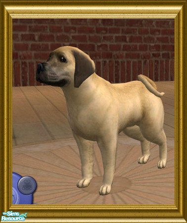 Sims 2 — Pugle by pinky — a pugle is a cross between a beale and a pug.