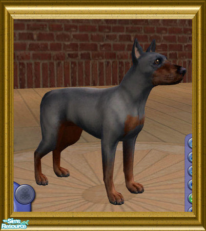 Sims 2 — mini blue doberman pinscher by pinky — this is the mini blue dobermanpinscher one of the new designer breeds,not