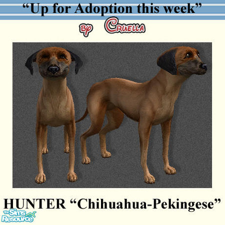 Sims 2 — Hunter by Cruella — Hunter is my friends dog, he's a Chihuahua and Pekingese mix, small dog. 