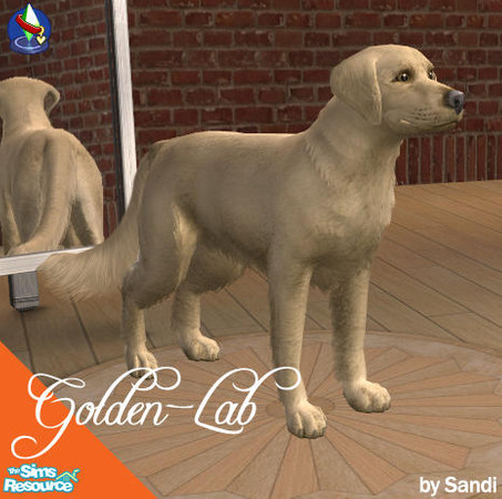 Sims 2 — Golden- Lab by Sandi3d1 — Golden Retriever / Lab mix