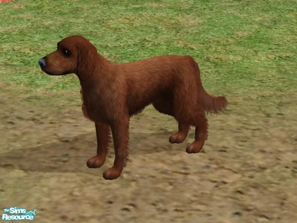 Sims 2 — Irish (Red) Setter by tehlouize — The Irish (or red) setter was originally bred as a gundog. However, nowadays