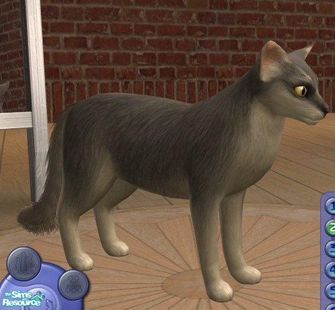 Sims 2 — Somali by Songe — My version of the Somali cat.