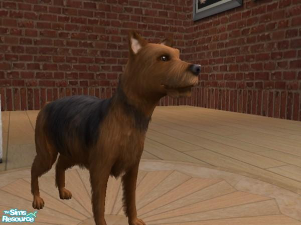 Sims 2 — Australian Terrier by chris2005 — This friendy, good-natured terrier will make a great addition to TS2:Pets. The