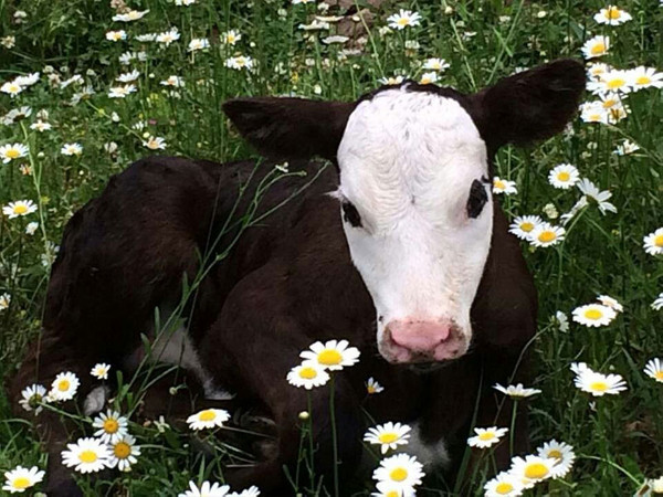 Sims 4 — Daisy Cow by liltiggerlvr — Sims 4 loading screen of a cow laying in the daisies You can also find my stuff on