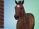 Sims 4 — NonDefault Horse Eyes with Heterochromia  by BraverrinDesigns — With the new Horse Ranch expansion, I wanted