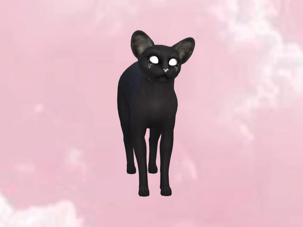 Sims 4 — Weeping Ghost Cat by PastelHeartKittens — A sad cat that is in search for a better life, could you give her a