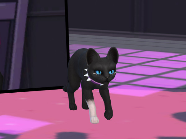 Sims 4 — Warrior Scourge The Cat by PastelHeartKittens — "I had ice in my veins to do what I just did, I expect it