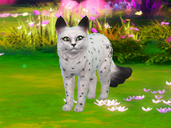 Sims 4 — Starlla The Maincoon Cat by PastelHeartKittens — She is very friendly and doesn't go outside too often, but when