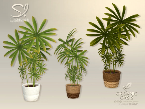 Sims 4 — Organic Oasis  Addons Plant 9 - Lady Palm by SIMcredible! — Yes, the summer is over... but we prepared a special
