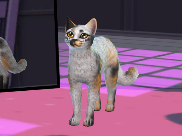 Sims 4 — Koumai Koi Cat by PastelHeartKittens — Catfish? Maybe she is maybe she isn't who knows, she's gorgeous!