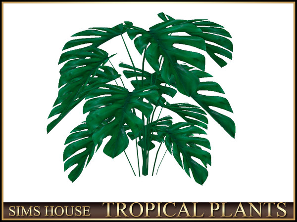 Sims 4 — Sims House MONSTERA | TROPICAL PLANTS by Sims_House — TROPICAL PLANTS