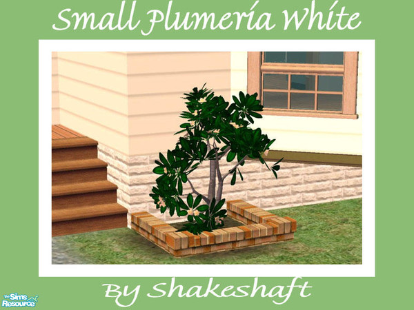 Sims 2 — Small Plumeria - White by Shakeshaft — Part of a set of Plumeria Bushes to brighten up the plainest of gardens.