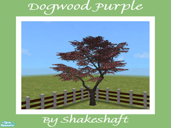 Sims 2 — Dogwood Tree - Purple by Shakeshaft — Part of a set of 4 Dogwood Trees to add colour to your gardens.Set