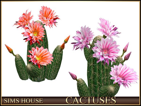 Sims 4 — Sims House FLOWERING CACTUS | CACTUSES by Sims_House — CACTUSES