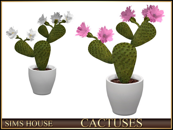 Sims 4 — Sims House FLOWERING FLAT CACTUS IN A POT | CACTUSES by Sims_House — CACTUSES
