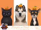 Sims 4 — Pumpkin on Head Pets by Dissia — Little pumpkin with leaf and with or without a face