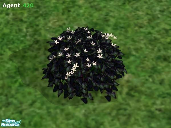 Sims 2 — Evil Dark Bush (White Flower) by Agent420 — This is a White Flower version of the Evil Dark Bush. Needs Water.