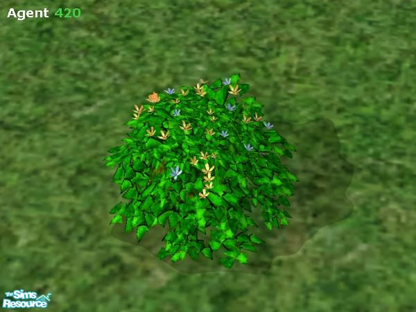 Sims 2 — Gold and Blue Shamrock by Agent420 — A super lush green shamrock with awesome Golden Yellow and Blue Flowers.