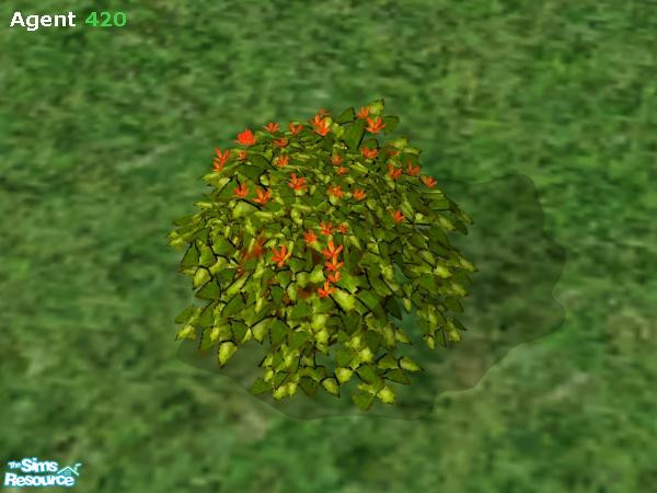 Sims 2 — Orange Flower Shamrock by Agent420 — This Orange Flower Shamrock has nice yellowish greenish leaves. MESH by