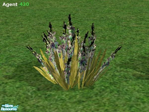Sims 2 — Multicolored Gladiola #1 by Agent420 — A Multicolored Gladiola. MESH by Simaddict99. Needs watering. - Agent 420